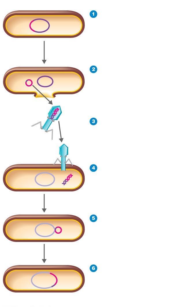 Figure 13.13 Specialized transduction. Prophage gal gene Bacterial DNA Prophage exists in galactose-using host (containing the gal gene).