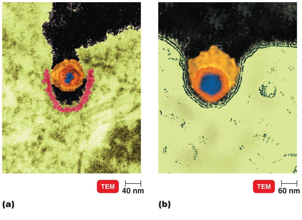 Figure 13.14 The entry of viruses into host cells.