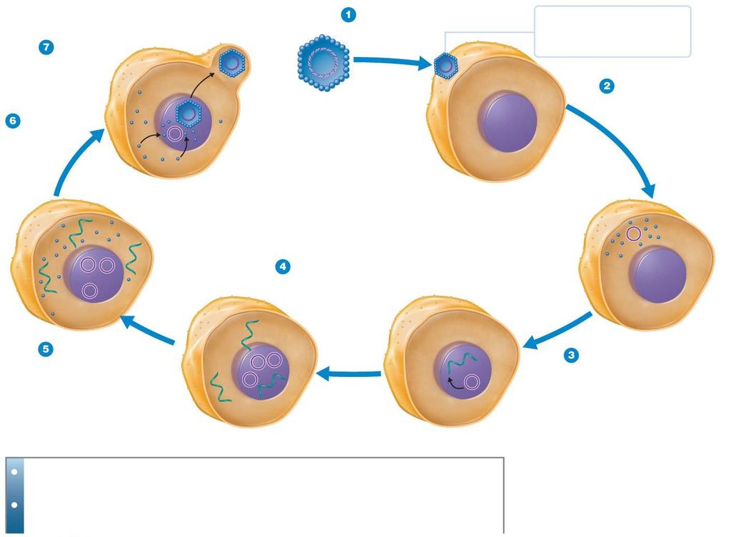 Figure 13.15 Replication of a DNA-Containing Animal Virus. RELEASE Virions are released. MATURATION Virions mature. Papovavirus DNA Capsid ATTACHMENT Virion attaches to host cell.