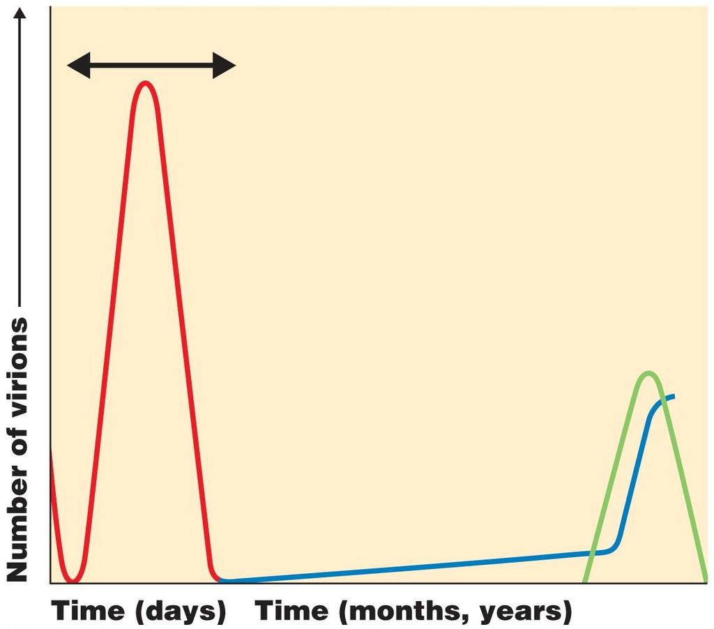 Figure 13.21 Latent and persistent viral infections.