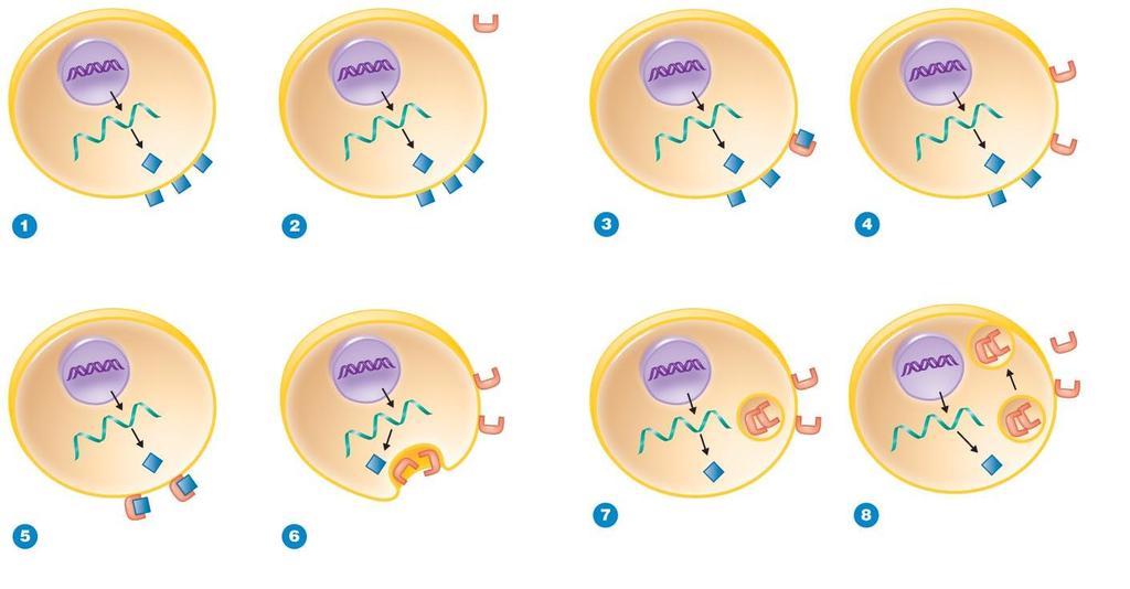 Figure 13.22 How a protein can be infectious. PrP Sc PrP c PrP c produced by cells is secreted to the cell surface. PrP Sc may be acquired or produced by an altered PrP c gene.