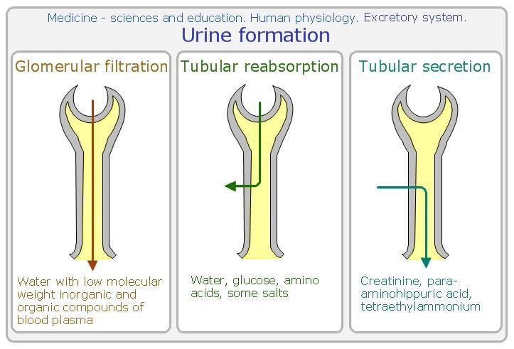 - Urine formation: - There are three processes involved in the