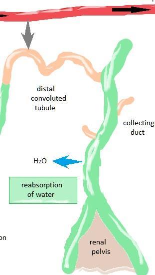 3- Secretion: Is a second way by which substances are removed from blood and added to the tubular fluid.