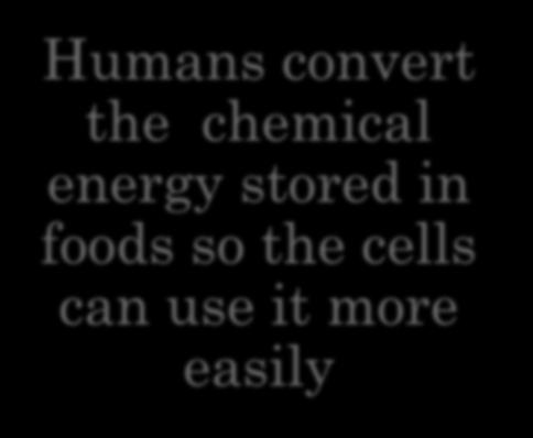 energy stored in foods so