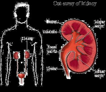 Kidneys-in the urinary system. 1.
