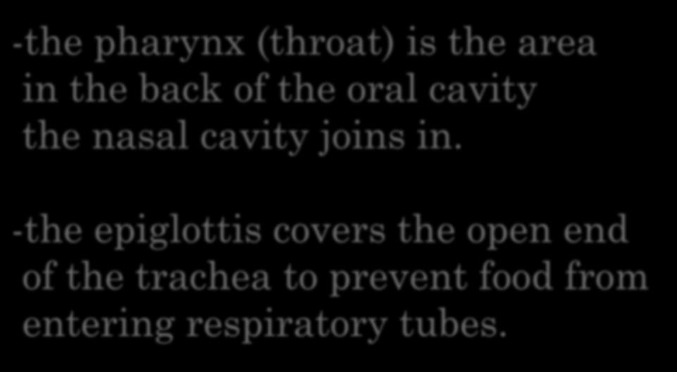 -the epiglottis covers the open end of the