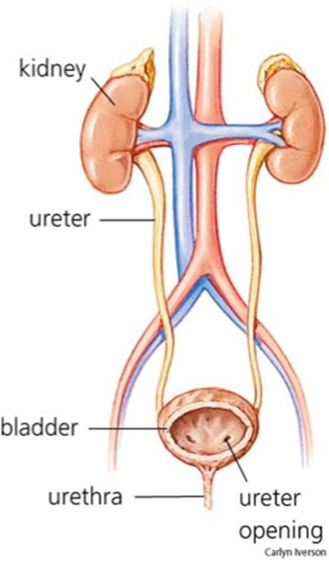 Urinary System Overview Review of Elimination Lungs eliminate CO 2 Sweat glands eliminate excess heat, salt Digestive tract- indigestible solids, bacteria Urinary tract is the main