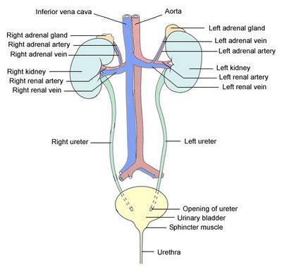 THE URINARY SYSTEM This system is the human body s waste disposal and filtration unit. Every hour the kidneys remove up to seven litres of liquid from blood.