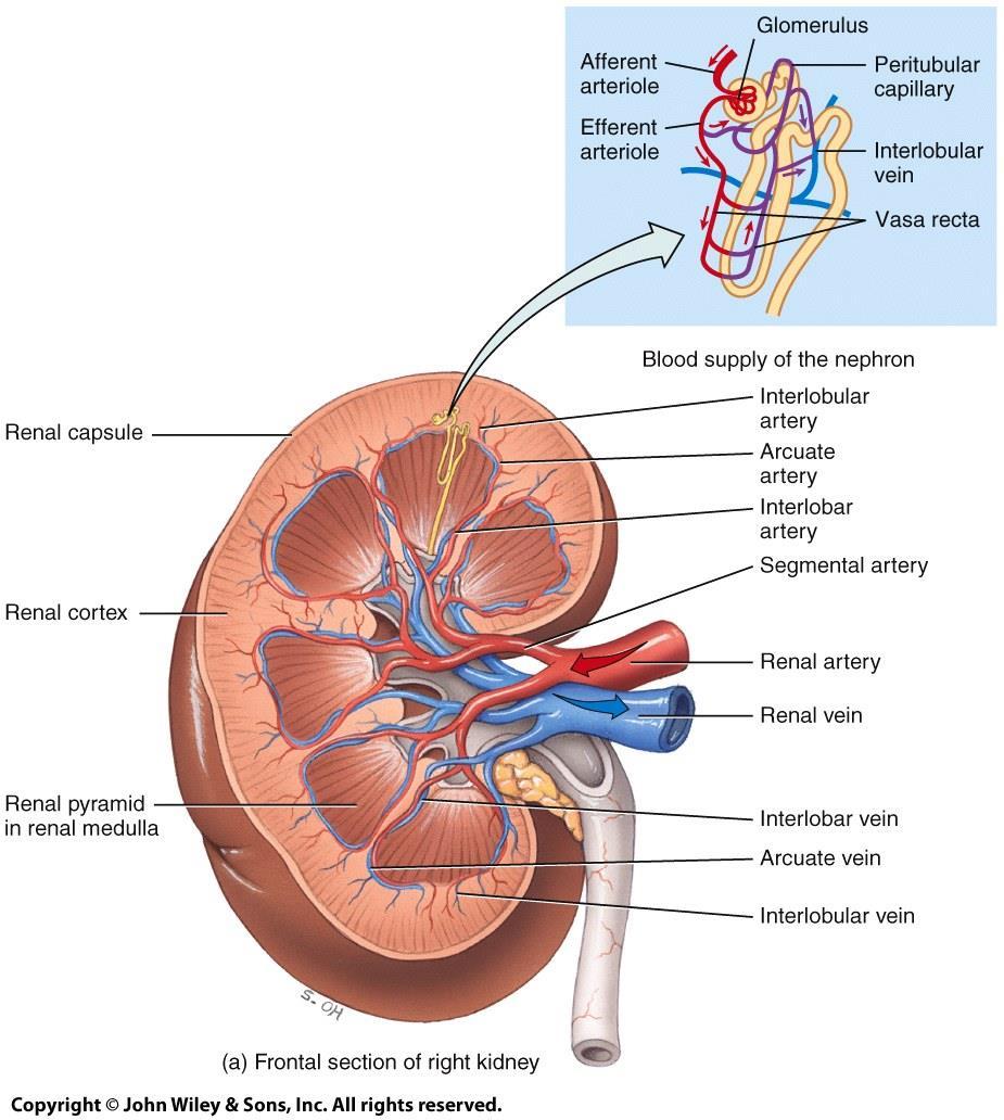 Blood Supply of the Kidneys o 2 Capillary beds.