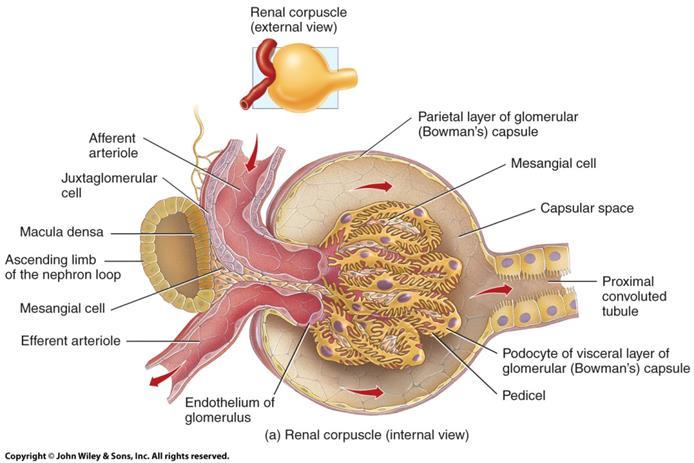 Histology of the Glomerular o Glomerular Capsule The visceral layer: podocytes The parietal layer Capsule Capsular space: the space