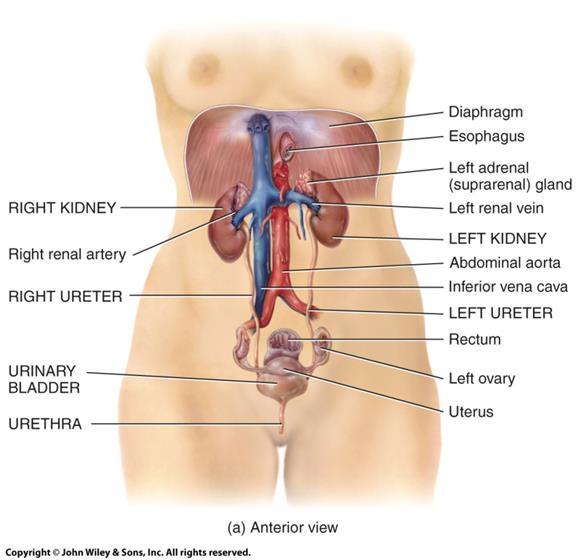 Organs of The Urinary System o Two kidneys o Two ureters o One urinary