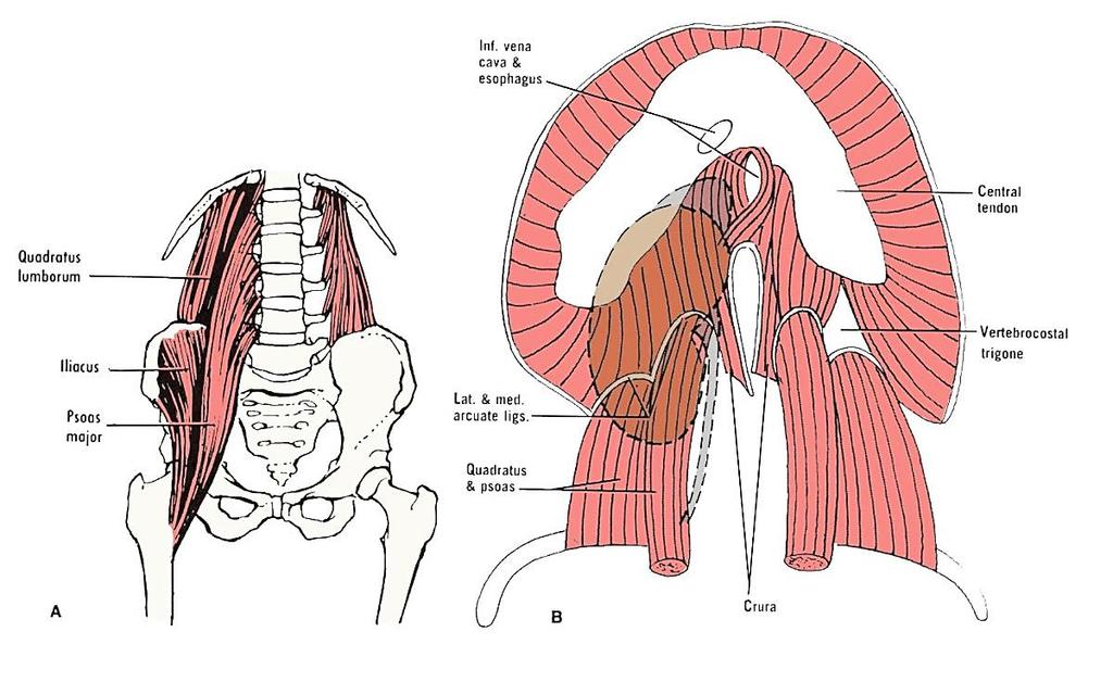 Muscles of the posterior abdominal wall The kidneys lie