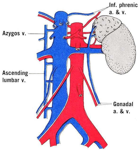Renal vessels A large area is drained by the left renal vein, which receives