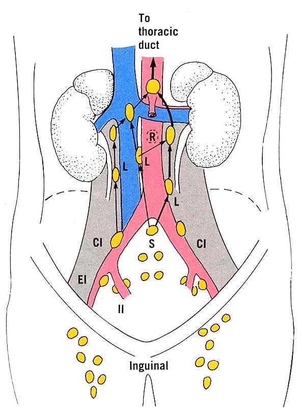 lymphatic pathways and nodes of the posterior abdominal wall CI, common