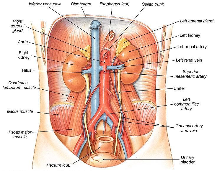 The Ureters Pair of muscular tubes Extend from renal pelvis to the bladder Peristaltic contractions