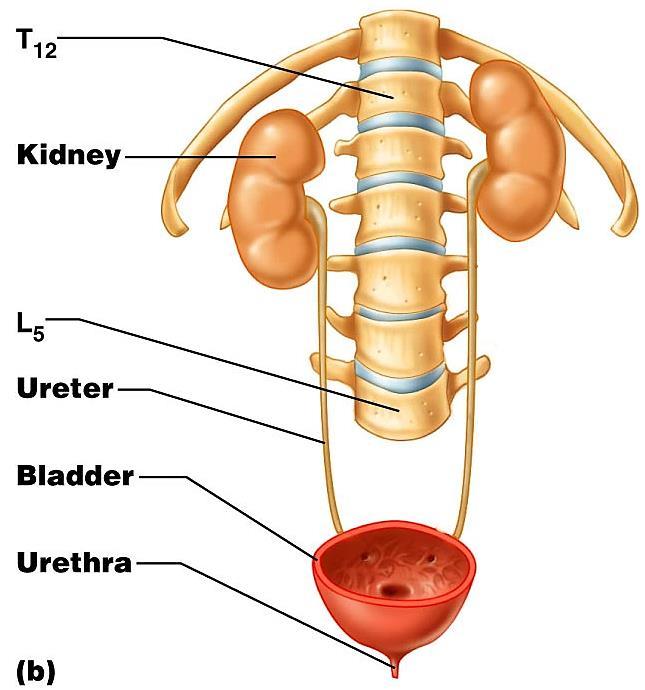 Location and External Anatomy of Kidneys Located retroperitoneally Lateral to T 12 L 3 vertebrae Average kidney 12 cm