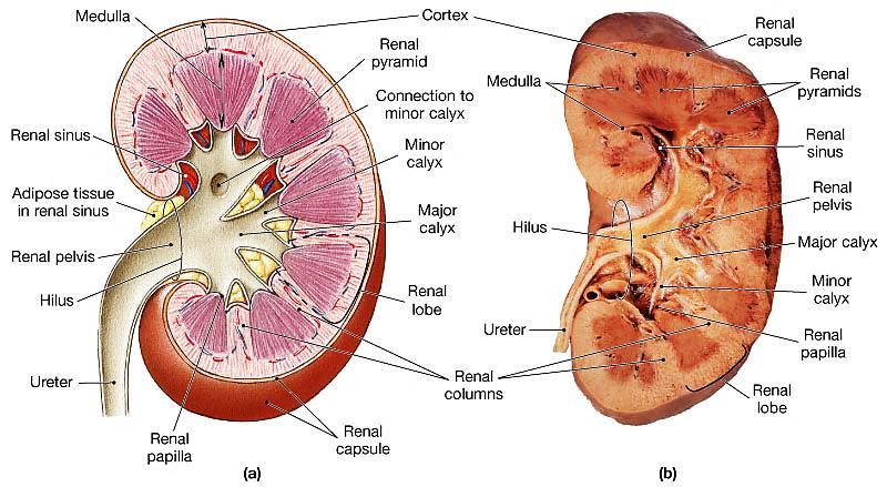 Anatomy of the kidneys Superficial outer cortex and inner medulla The medulla consists of 6-18 renal pyramids The
