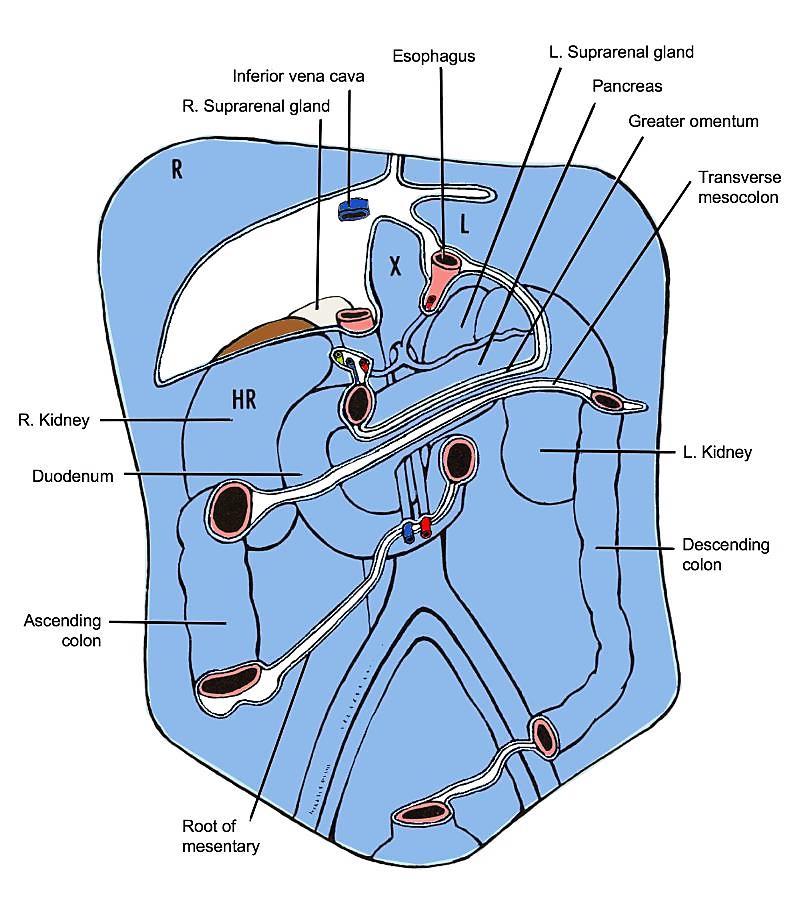 The attachments of the peritoneum to the posterior abdominal wall, viewed from in front.