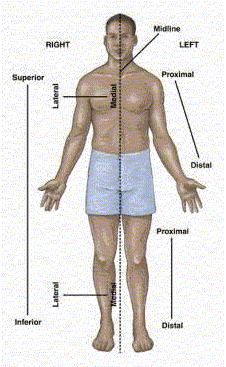 Body Orientation and Direction These are relative positions Proximal/distal Used to describe locations on