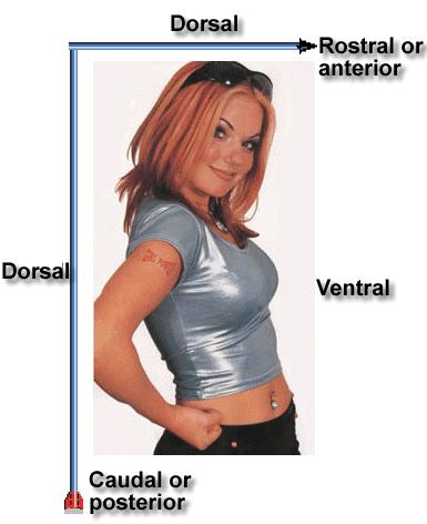 Body Orientation and Direction Dorsal: Back Ventral: Front Superior or Cephalad is toward the