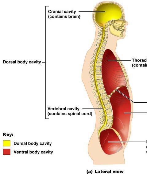 Dorsal Body Cavity Dorsal cavity protects the