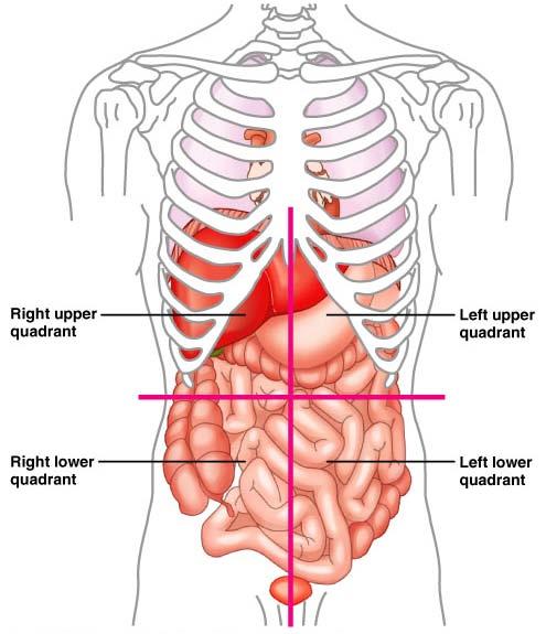Quadrants RUQ Liver LUQ Spleen