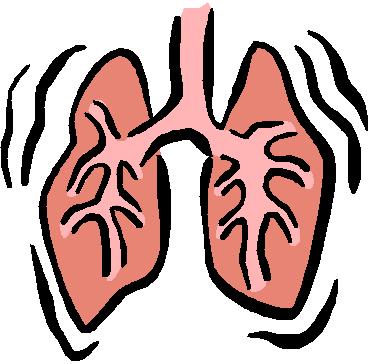 Respiratory System Structures: Nasal cavity, pharynx, trachea, bronchi, lungs
