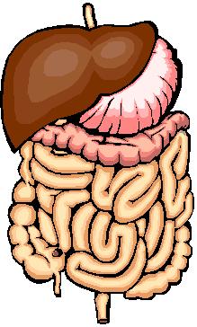 Digestive System Structures: Oral cavity, esophagus, stomach, small intestine, large intestine, rectum, salivary glands, pancreas, liver,