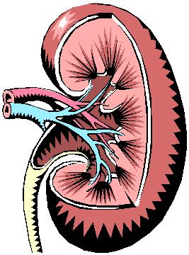 Urinary System Structures: Kidneys, ureters, urinary bladder, urethra Functions: Removal