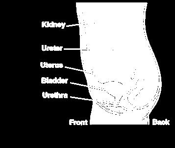 urine from the bladder