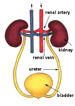 MAIN KIDNEY FUNCTIONS: URINE AND HORMONE PRODUCTION BLOOD FLOW NEPHRON FUNCTIONS: CONCENTRATION CLEARENCE