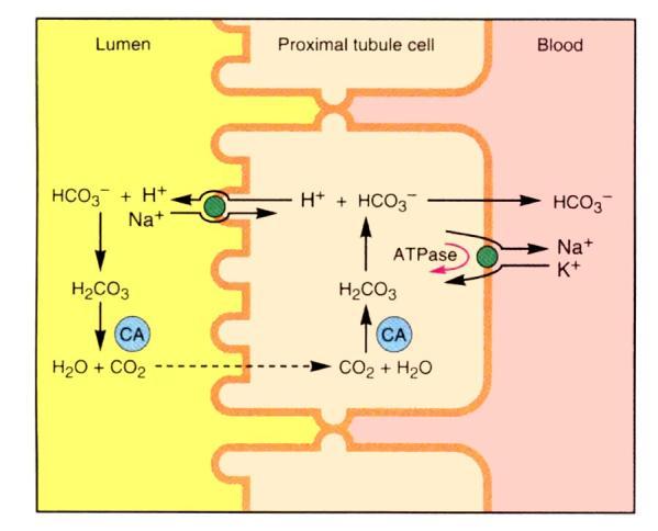 PHYSIOLOGY KIDNEY FUNCTIONS: I) ULTRA FILTRATION 2) ENDOCRINE FUNCTION 3) OSMOLARITY