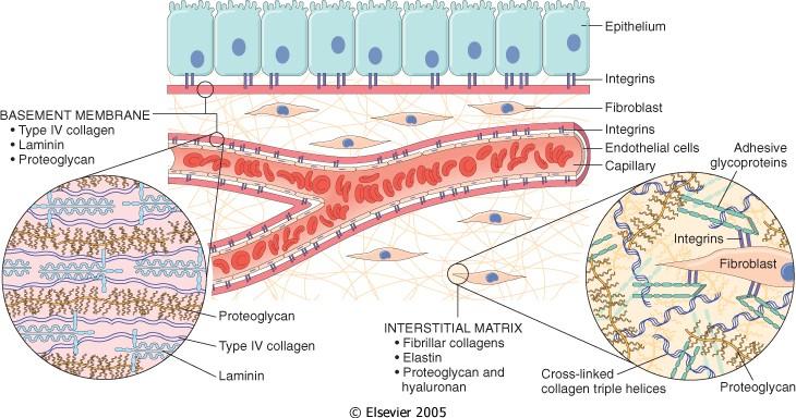 Figure 3-14 Extracellular Matrix - serves many functions 1. sequesters water and provides turgor 2. reservoir for GFs 3. important in cell-to-cell interactions - groups of macromolecules 1.