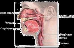 enzymes found in saliva Pharynx (throat) Epiglottis Small