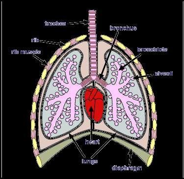 Nose and Mouth Respiration begins with taking in air Pharynx (Throat) Larynx Where your vocal cords are