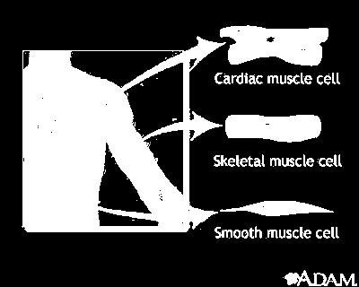 Cardiac Muscle Makes up your heart, is adapted to generate and conduct electrical impulses Skeletal Muscle (voluntary