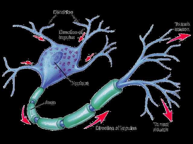 Neurons (Nerve Cells) Basic unit of structure and function of the nervous system Long cell with 3 regions 1. Cell body 2.