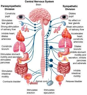 Brian Control center Spinal Cord Central Nervous System Made up of the brain and spinal cord and coordinates your body