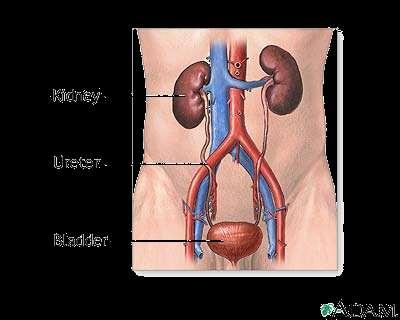 kidney, there are millions Ureters Tubes connecting