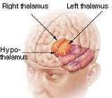 Hypothalamus Part of the brain that the main