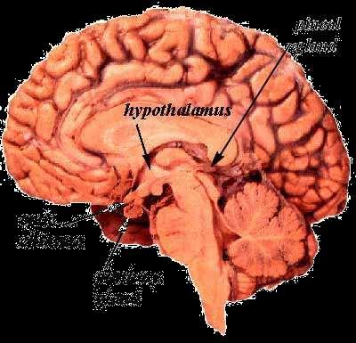 systems Pituitary The main gland of the