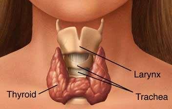 Thyroid Produces thyroxin, the main growth