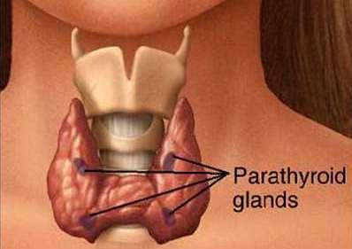 levels in the blood Parathyroid Regulates