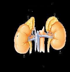 Adrenal Glands Prepare the body for stress by releasing hormones epinephrine (adrenaline) norephinephrine which