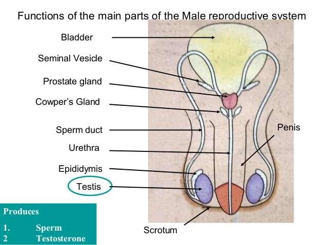 Males Testes Site of sperm production Epididymis Where sperm mature Vas Deferens Duct where mature