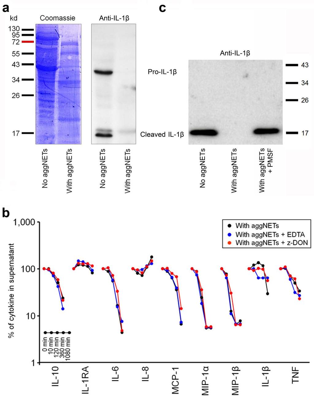 Supplementary Figure 9: Pro-IL-1β and IL-1β levels are decreased by serine proteases in aggregated NETs in a Ca 2+ - and transglutaminase-independent manner.