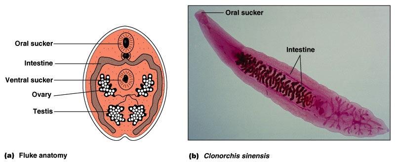 Trematodes v Flukes Flat, leaf-shaped bodies v Many are parasites