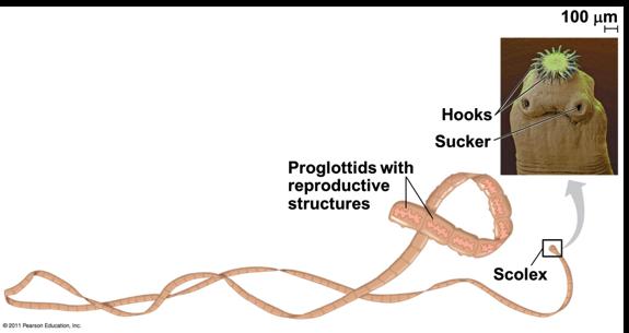 Cestoda - Tapeworms v Parasites of vertebrates and lack a digestive system v Tapeworms