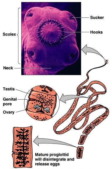 Common tapeworms v Humans can be definitive or intermediate host v Taenia saginata Beef tapeworm Humans are the