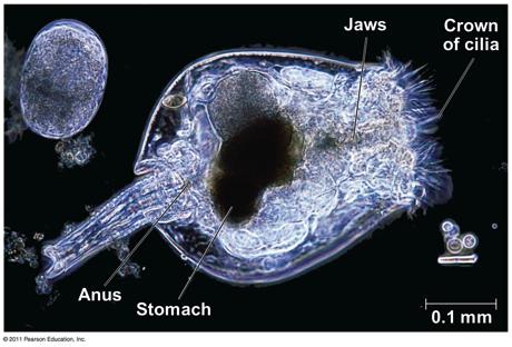 Phylum Rotifera v Tiny animals that inhabit fresh water, the ocean, and damp soil v Smaller